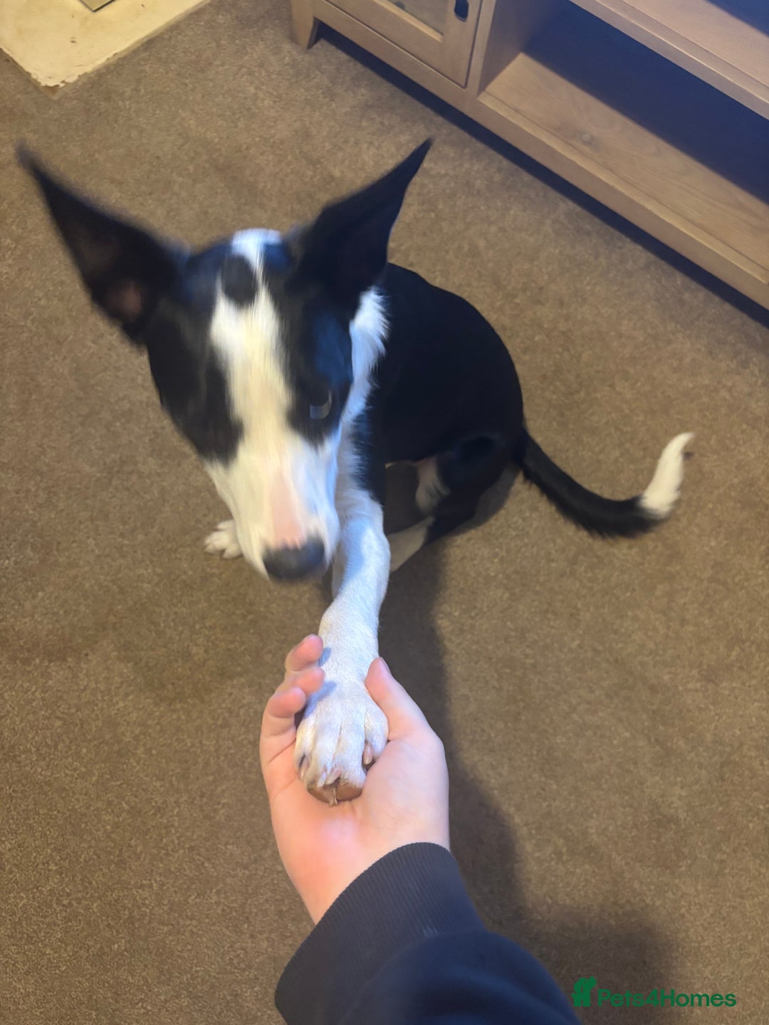 Border Collie dogs for sale: Skye Border collie - Image 4