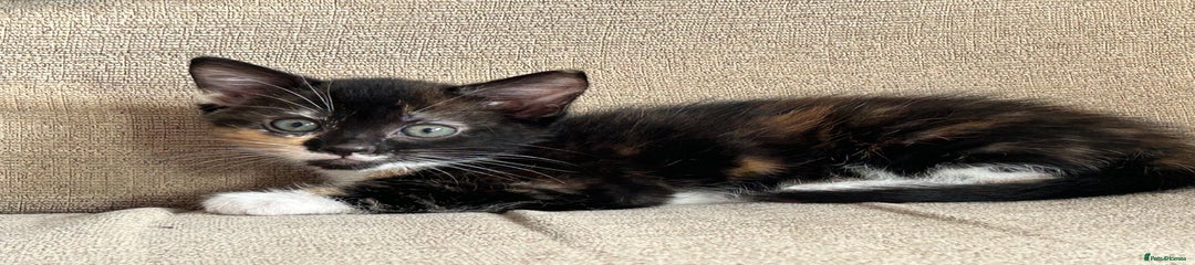 Tortoise shell (Girl)