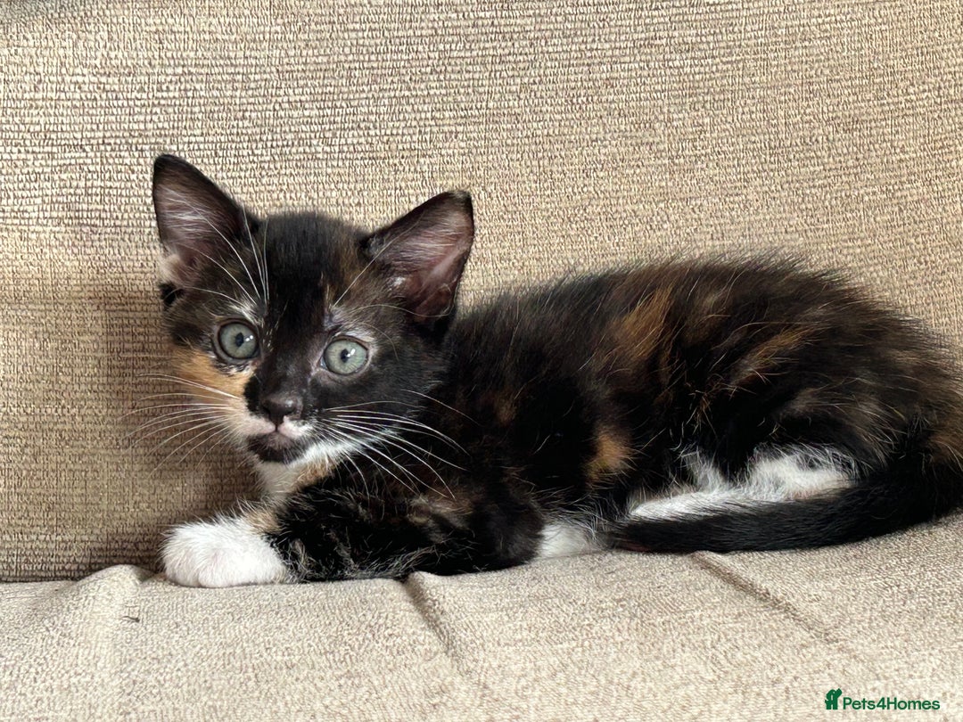 Mixed Breed cats for sale: Three stunning kittens for sale - Image 4