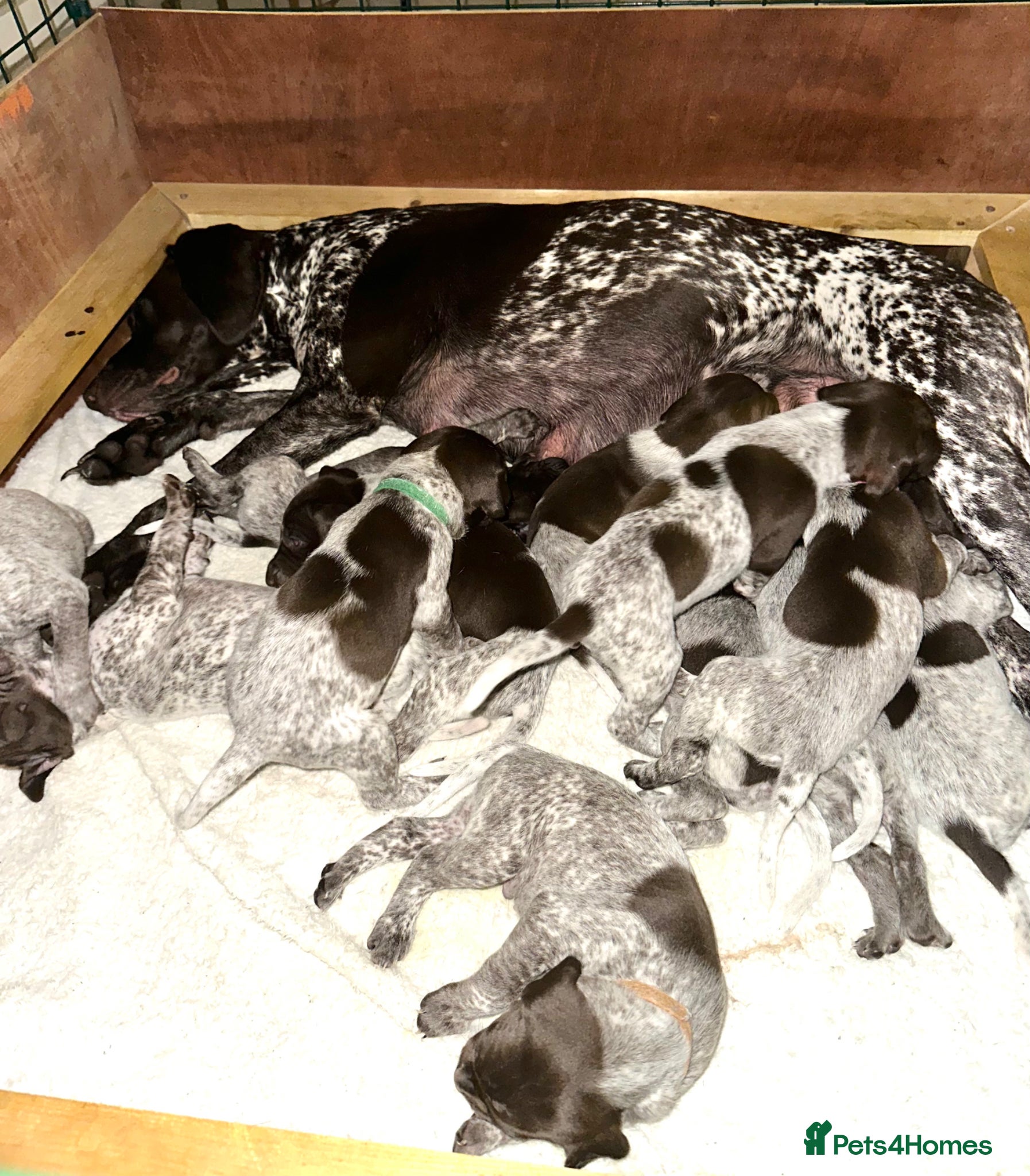 German Shorthaired Pointer dogs 🐾KC Registered German Shorthaired Pointer Puppies - Advert 18