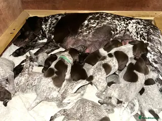 German Shorthaired Pointer dogs 🐾KC Registered German Shorthaired Pointer Puppies - Advert 18