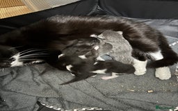 Mixed Breed cats for sale: 4 gorgeous kittens for sale - Image 5