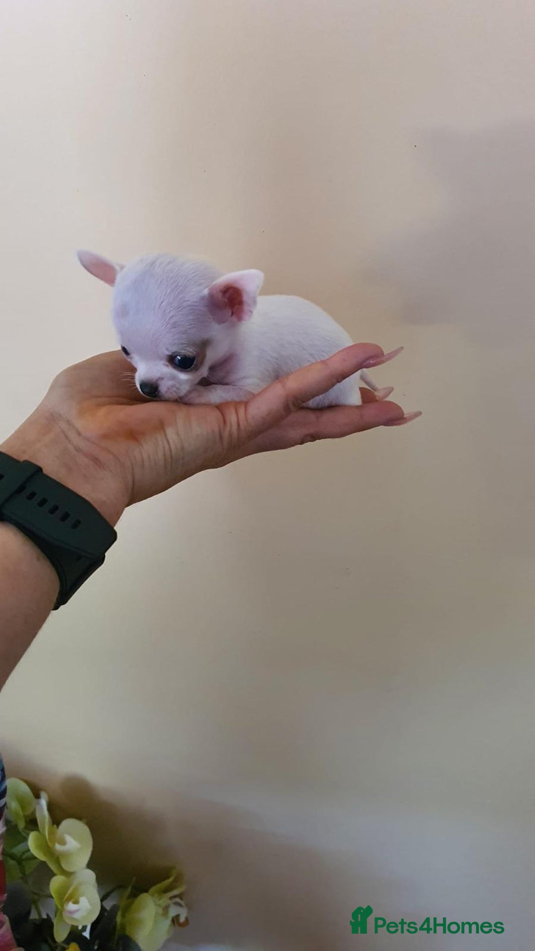 Chihuahua dogs for sale: Adorable 🐶🥰 Mini Girl Available  - Image 11