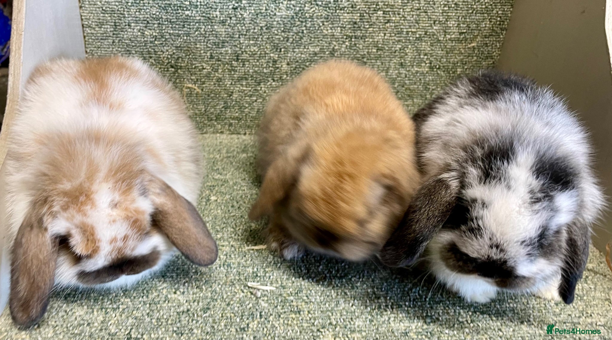 Mini Lop rabbits Mini lop sweet babies - Advert 12