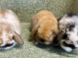 Mini Lop rabbits Mini lop sweet babies - Advert 12