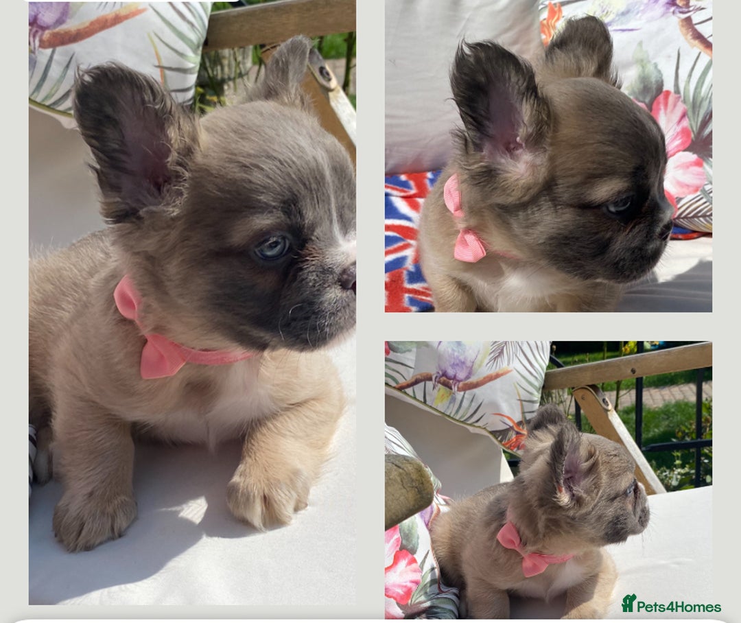 French Bulldog dogs for sale: DNA Health tested 5 🌟 KC fluffy French bulldogs - Image 15