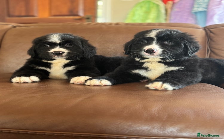 Mixed Breed dogs - Advert 3