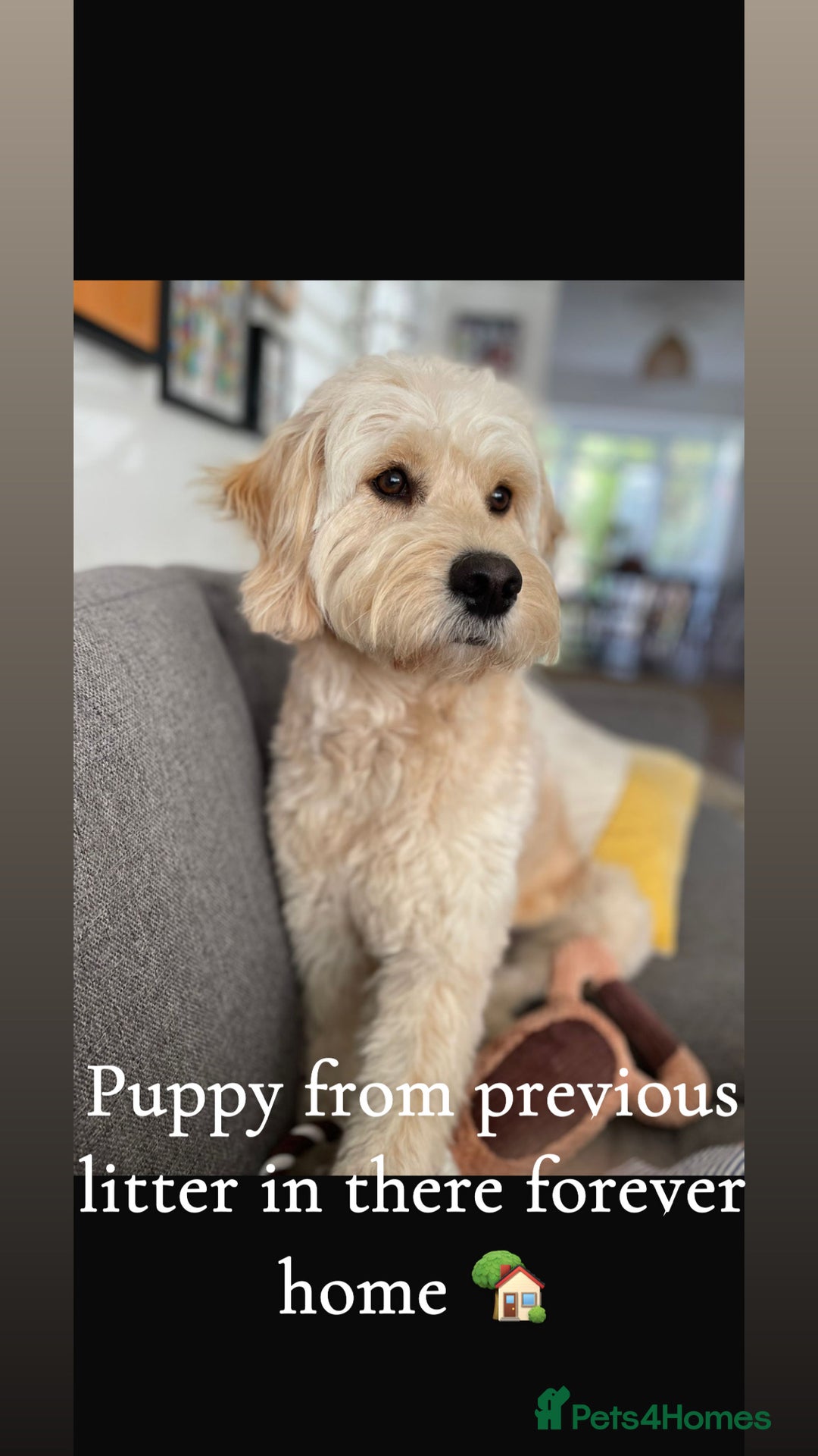 Mini Goldendoodle dogs for sale: 10 beautiful Miniature F1 GoldenDoodle puppies - Advert 34