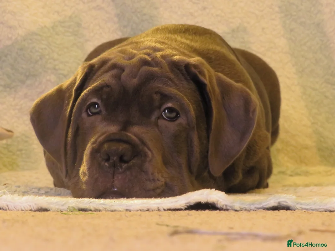 Cane Corso dogs for sale:  Health-Tested Cane Corso Puppies 🐾 - Advert 12