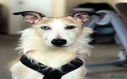 Lurcher dogs for sale: 7-8 year old Lurcher, My best friend.  - Advert 9