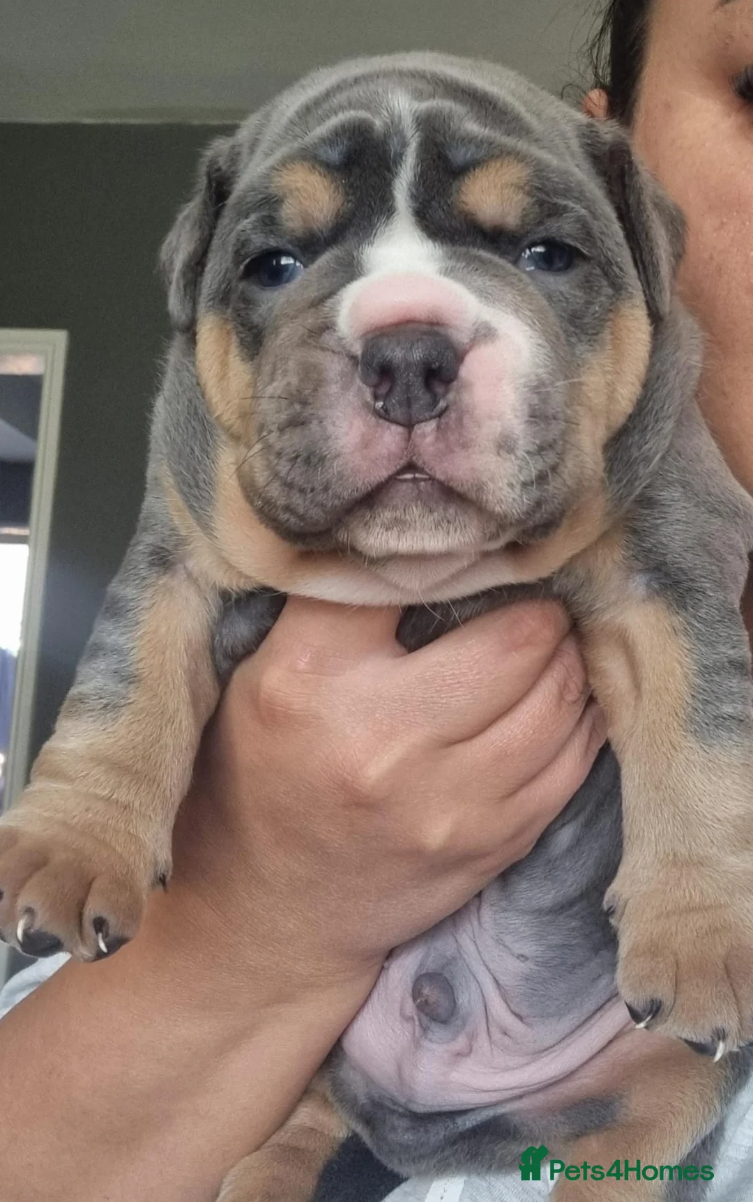 Olde English Bulldogge dogs for stud: NEBBR REGISTERED OLDE ENGLISH BULLDOGGE STUD in Worcester - Advert 18