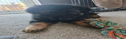 German Shepherd dogs for sale: 8 week old straight back German shepherd  - Advert 8