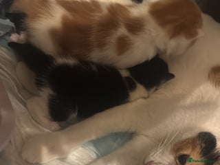 Mixed Breed cats 3 lovely kittens looking for loving home - Advert 6