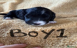 Cockapoo dogs for sale: Cockapoos puppies 2 girls 2 boys - Image 2