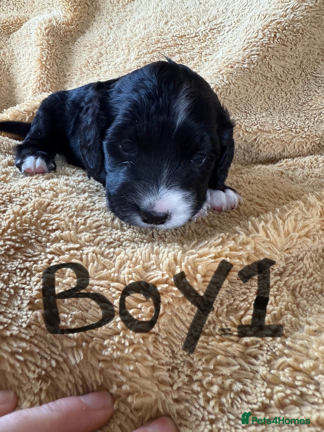 Cockapoo dogs for sale: Cockapoos puppies 2 girls 2 boys - Image 2