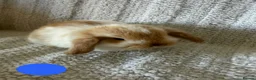 Mini Lop rabbits for sale: Mini Lionlop bunnies  - Advert 6