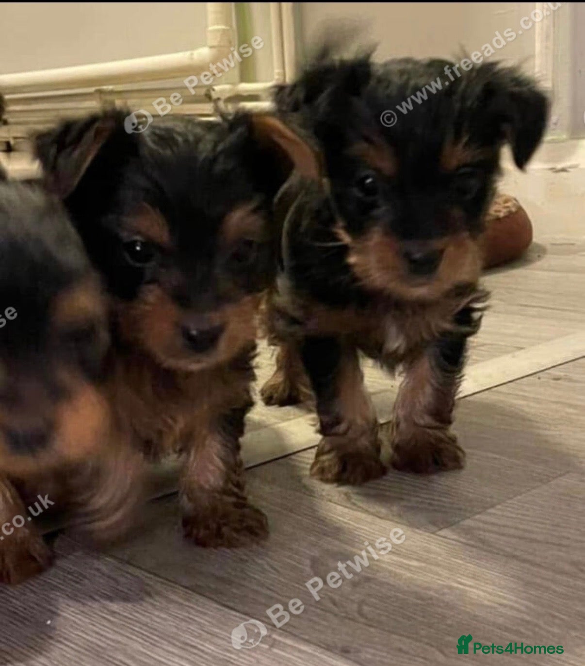Yorkshire Terrier dogs 1 boy and 3 girls - Advert 10