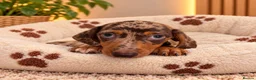 Miniature Dachshund dogs for sale: Miniature Dachshund Puppies  - Advert 28