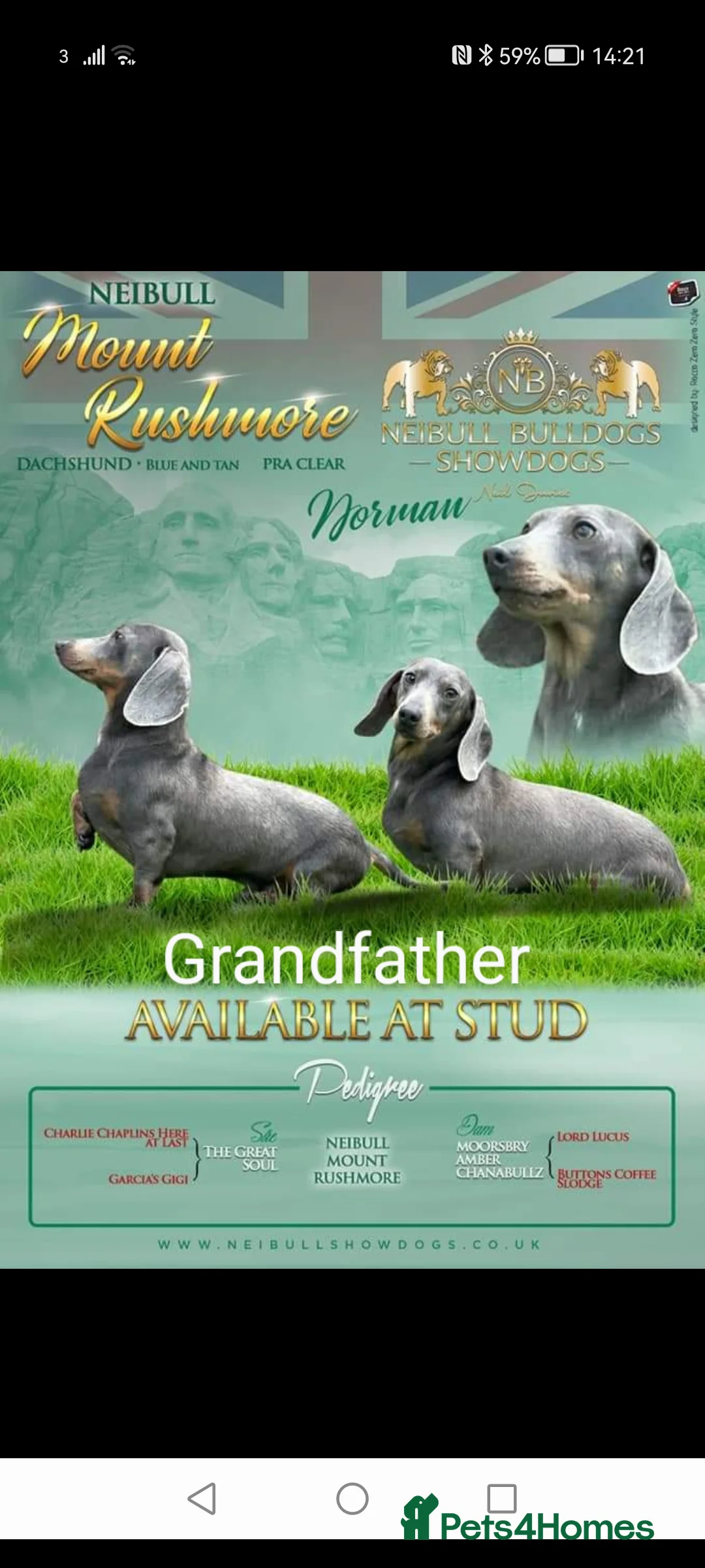 Miniature Dachshund dogs for sale: KC registered smooth hair miniature dachshund  - Advert 9