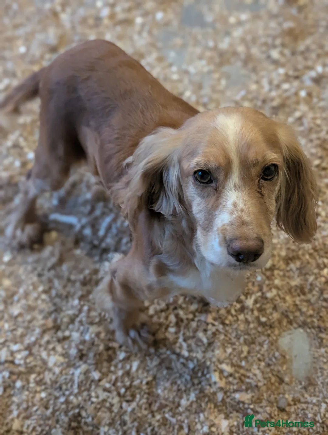 Cocker Spaniel dogs for sale: Pups from Health Tested Champion Trialling lines. - Advert 23