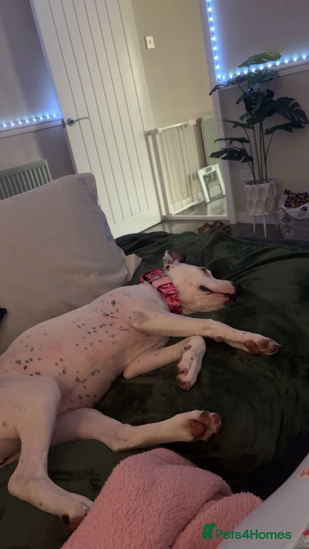 Mixed Breed dogs Beautiful female staffyx Dalmatian  - Advert 4