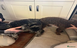 Miniature Poodle dogs for stud: KC TOY CHOCOLATE PHANTOM POODLE in Willenhall - Image 12