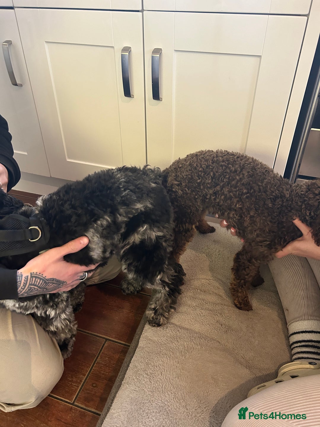 Miniature Poodle dogs for stud: KC TOY CHOCOLATE PHANTOM POODLE in Willenhall - Image 12