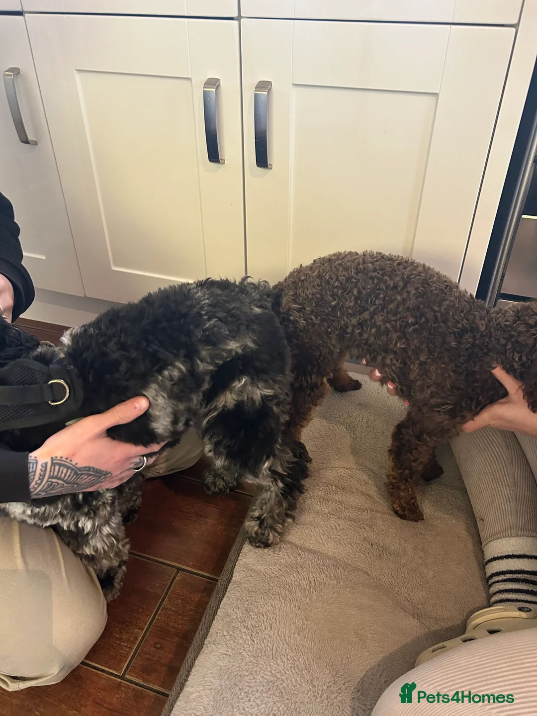 Miniature Poodle dogs for stud: KC TOY CHOCOLATE PHANTOM POODLE in Willenhall - Advert 12