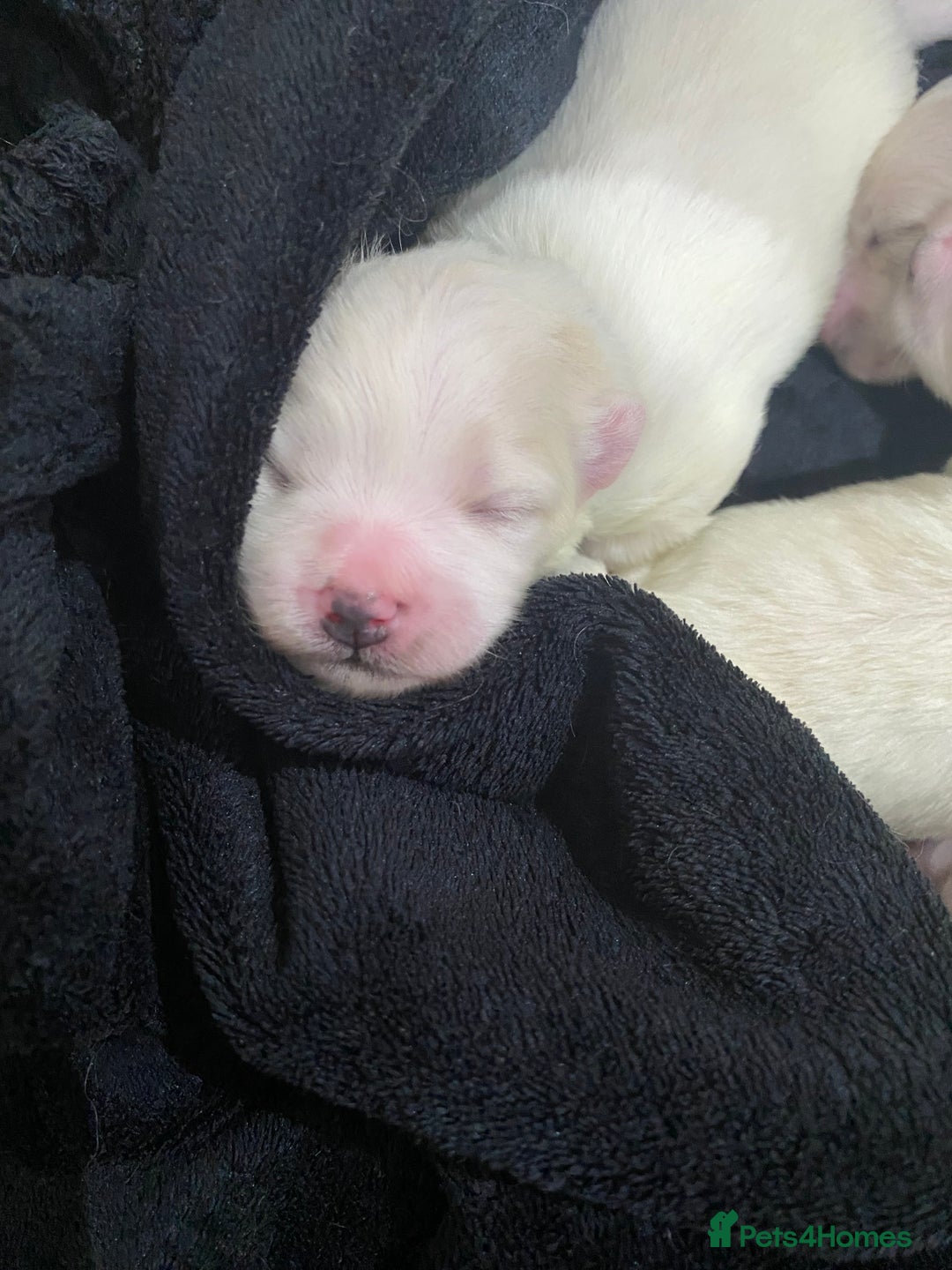 Maltese dogs for sale: Gorgeous pure white Maltese puppies! - Image 8