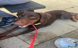 Dobermann dogs for sale: Champion Bloodline Dobermann female  - Image 3