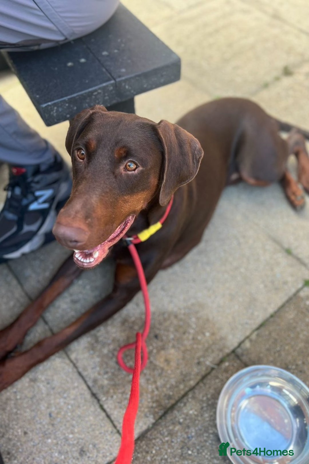 Dobermann dogs for sale: Champion Bloodline Dobermann female  - Image 3