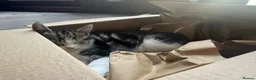 Mixed Breed cats for sale: 4 boy kittens  - Advert 13