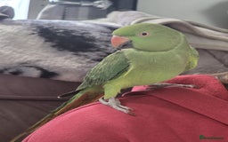 Parrots birds for sale: Indian ringneck parrot  - Image 2
