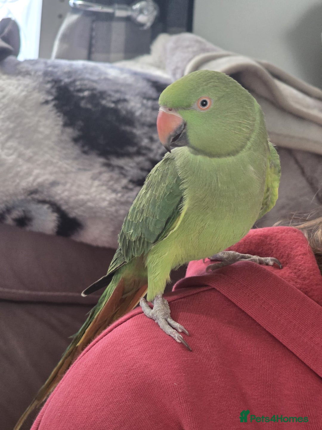Parrots birds for sale: Indian ringneck parrot  - Image 2