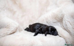 Cocker Spaniel dogs for sale: Working cocker spaniel puppies - Image 8