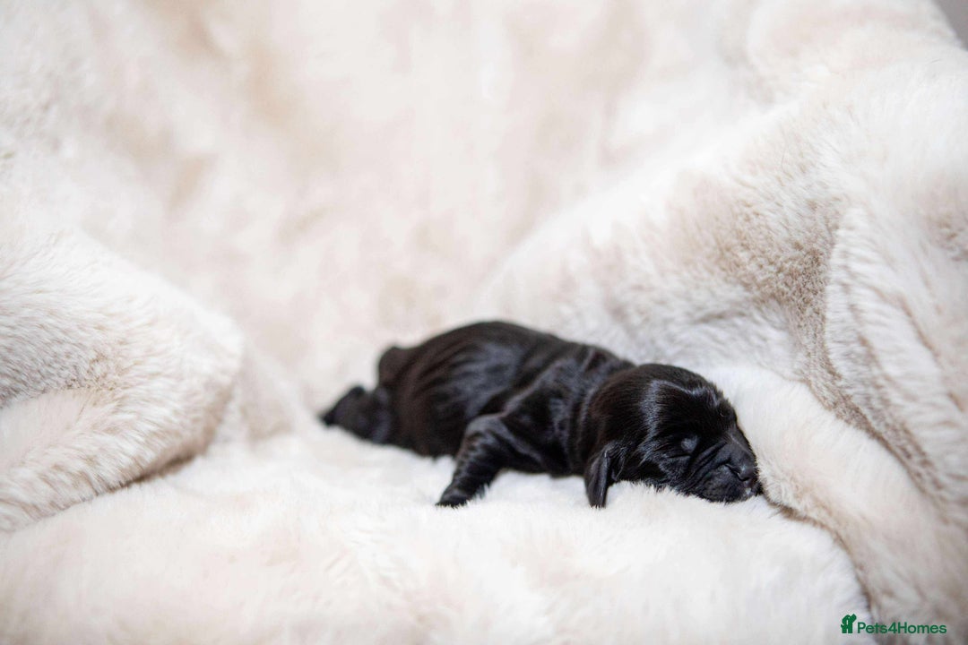 Cocker Spaniel dogs for sale: Working cocker spaniel puppies - Image 8