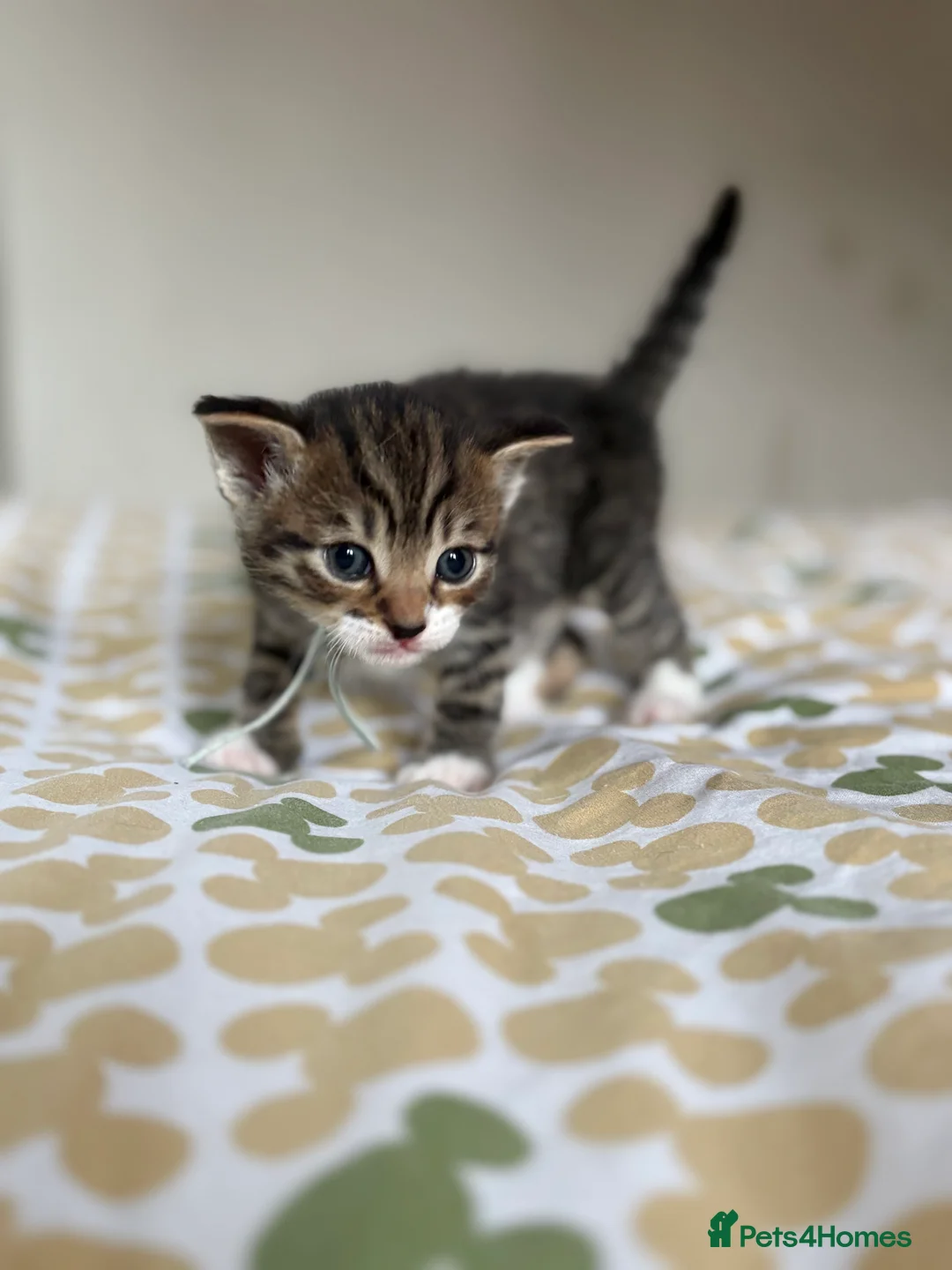 Mixed Breed cats for sale: Turkish angora mix kittens  in Ilkeston - Advert 14