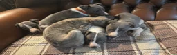 Whippet dogs for sale: 🐾 Exceptional KC Registered Whippet Puppies - Advert 9