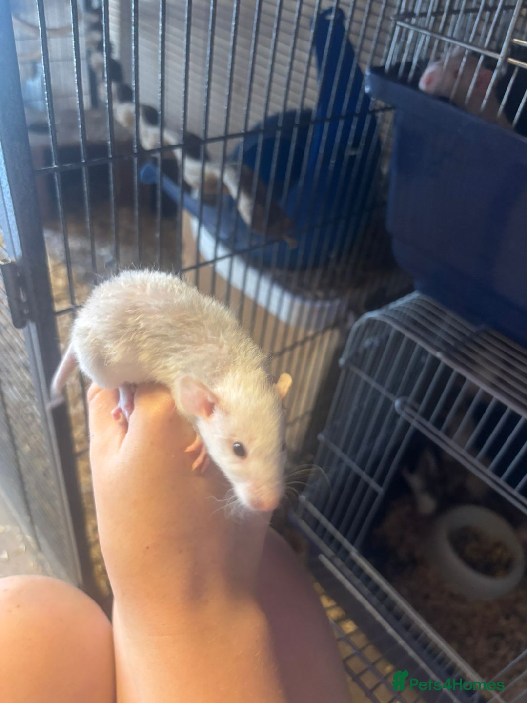 Rat rodents for sale: Babies rats, rex, dumbos and fancy - Image 12