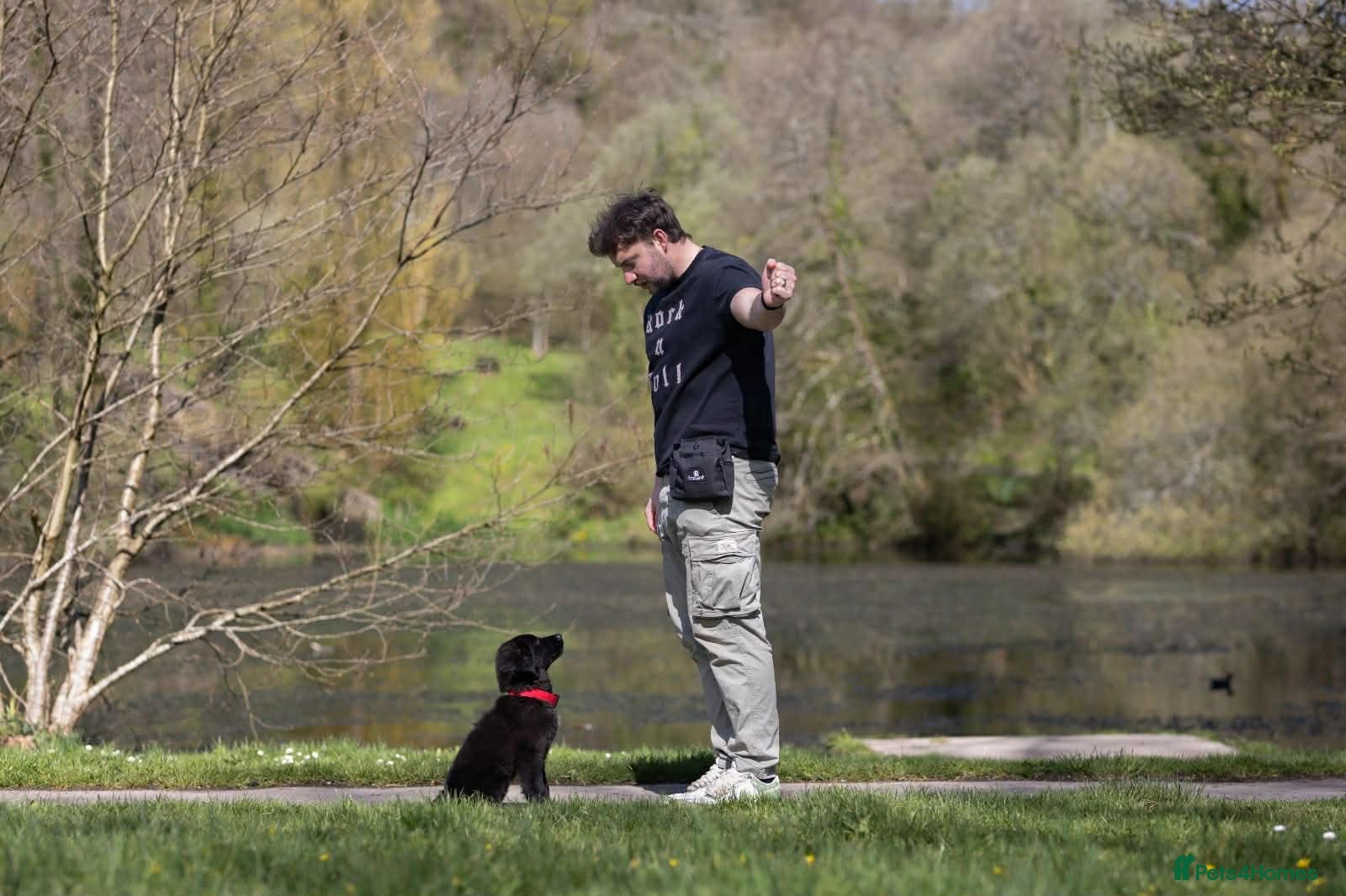 Golden Retriever dogs Pet Trained Golden Retriever x Border Collies - Advert 2