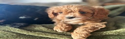Cavapoo dogs for sale: Stunning cavapoos - Advert 12