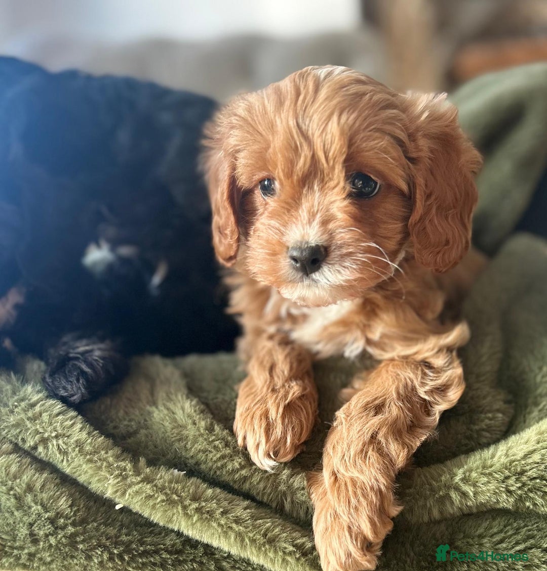 Cavapoo dogs for sale: Stunning cavapoos - Advert 12