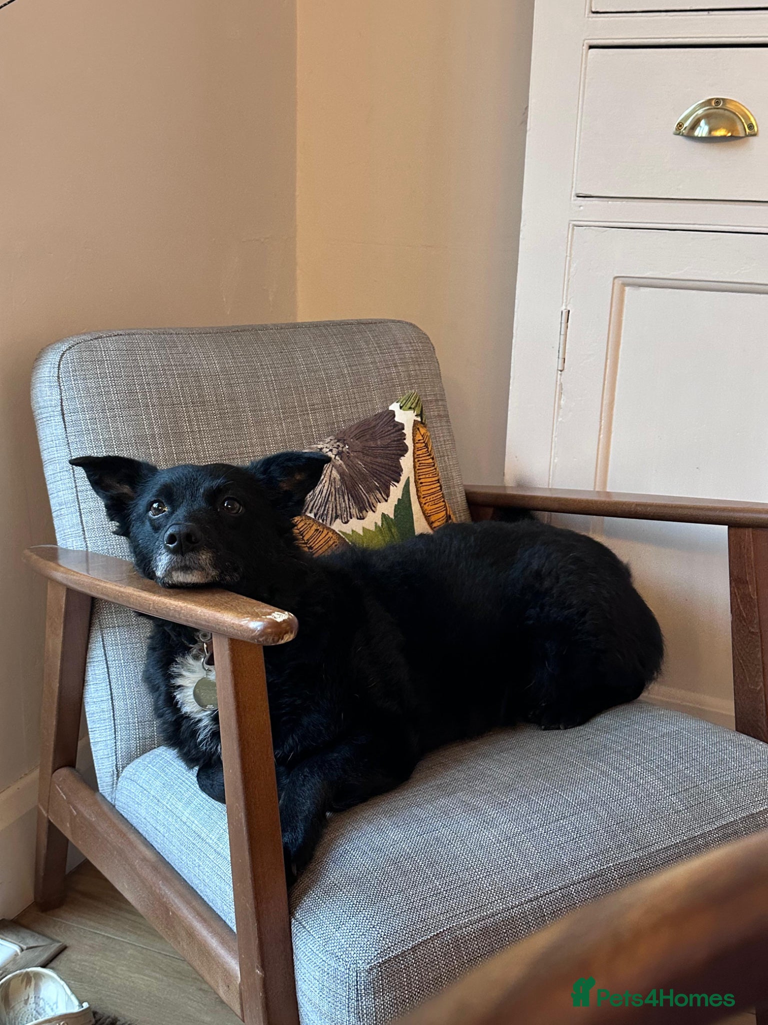 Mixed Breed dogs 💖🐶 KODA – THREE YEARS AGO SHE WAS SAVED - Advert 1