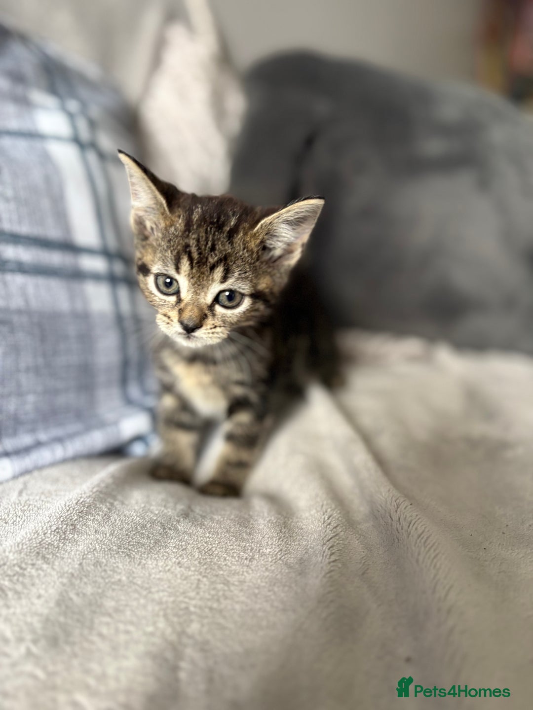 Mixed Breed cats for sale: Kittens  in Bognor Regis - Image 5