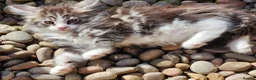 Maine Coon cats for sale: Maine Coons Ready Now!! 4 male 1 female  - Advert 23