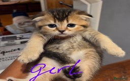 Scottish Fold cats for sale: Scottish Fold Kittens - Image 27