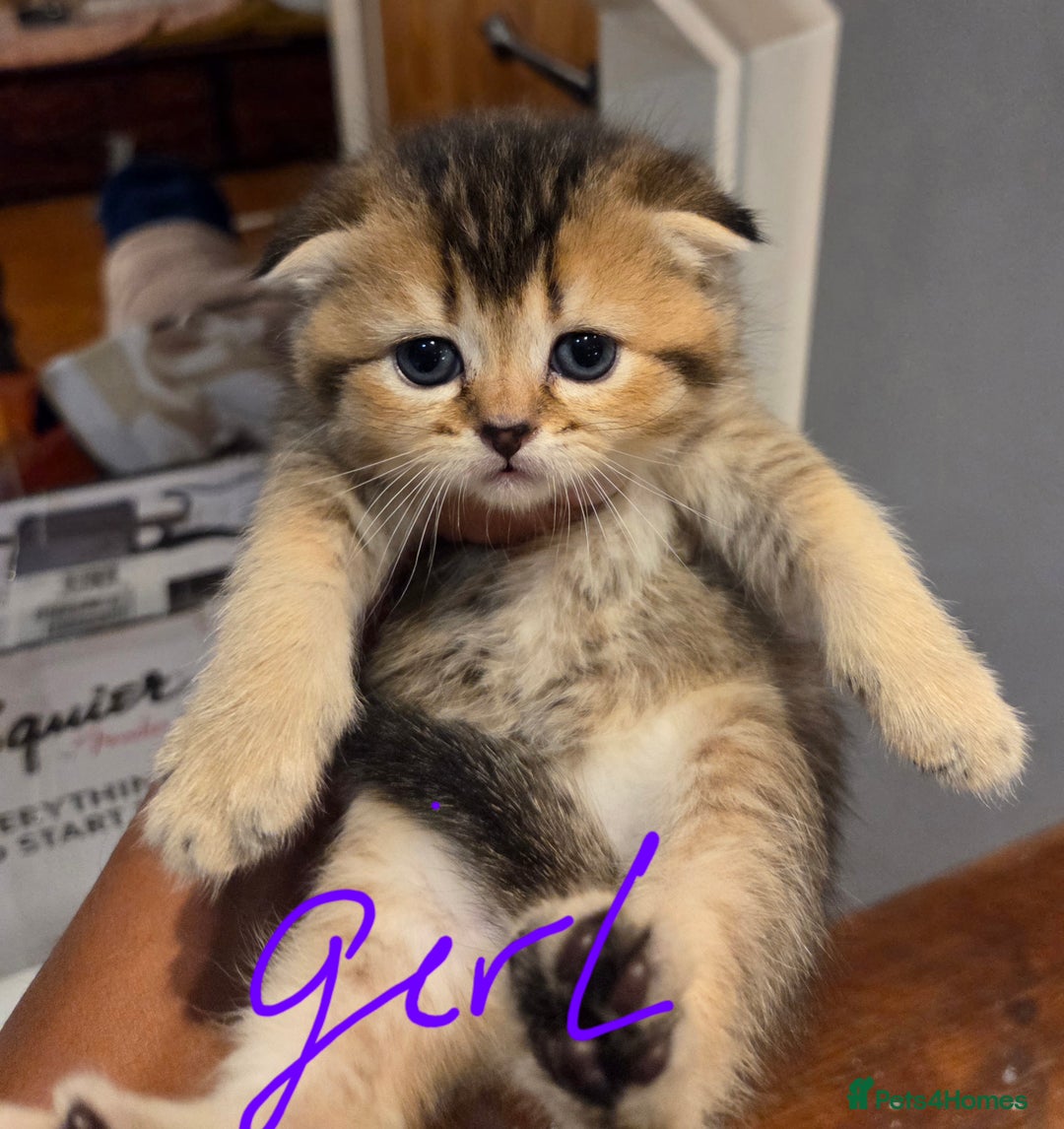 Scottish Fold cats for sale: Scottish Fold Kittens - Image 27