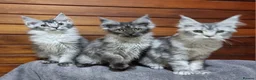 Maine Coon cats for sale: GCCF registered pedigree Maine Coon Kittens  - Advert 18