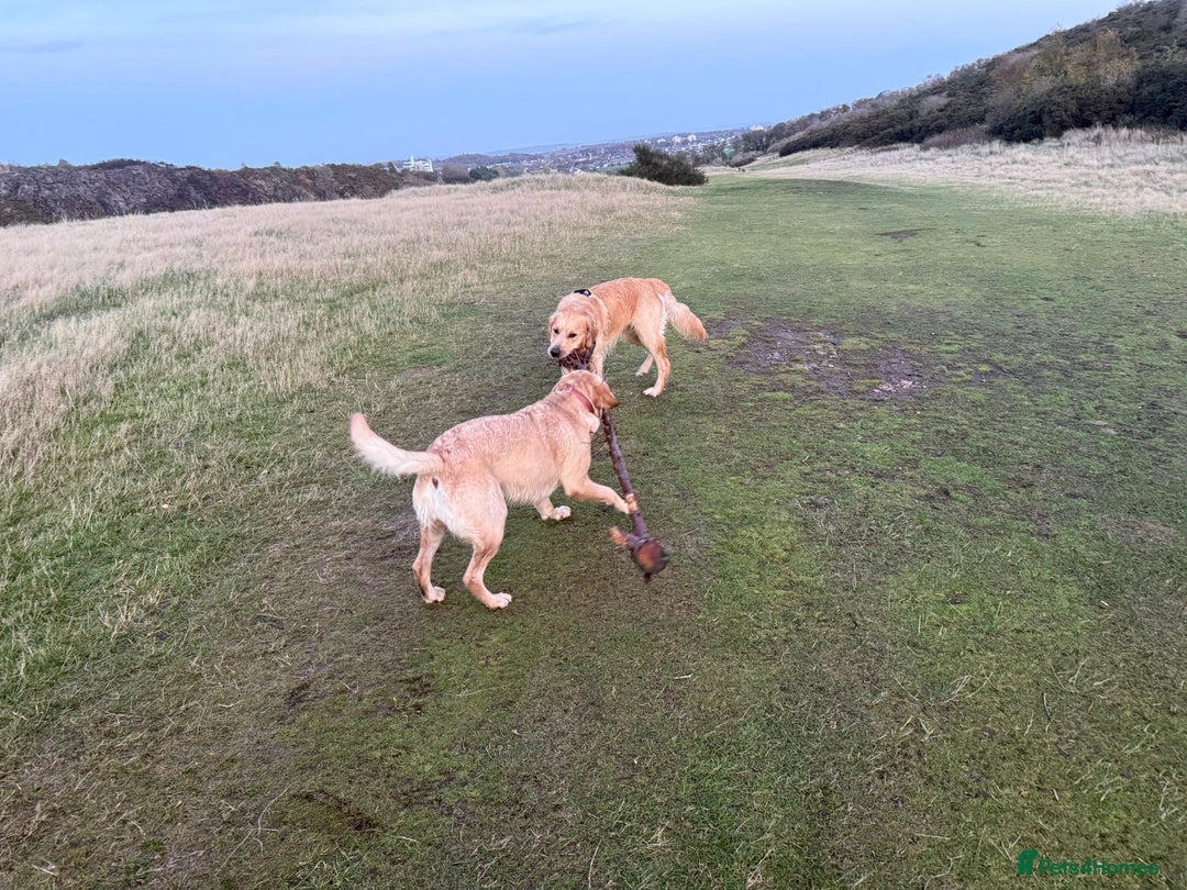 Golden Retriever dogs for sale: Expected Litter Golden Retriever / Golador Puppies - Advert 10