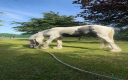 Irish Cob horses for sale: Buddy - Image 6